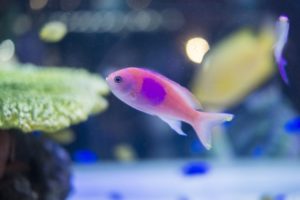 国語の鍛錬　４－５　句読点を打つところ